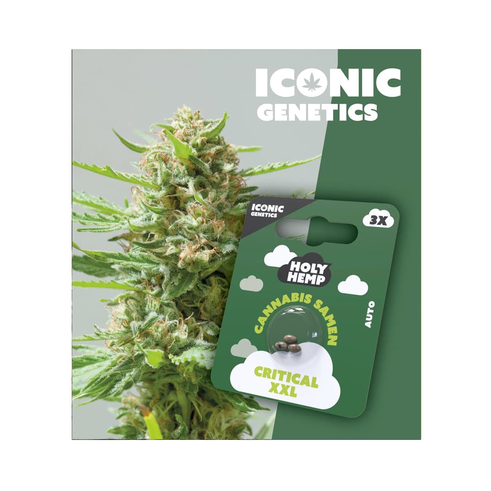 Holy Hemp Cannabis Seeds Critical XXL