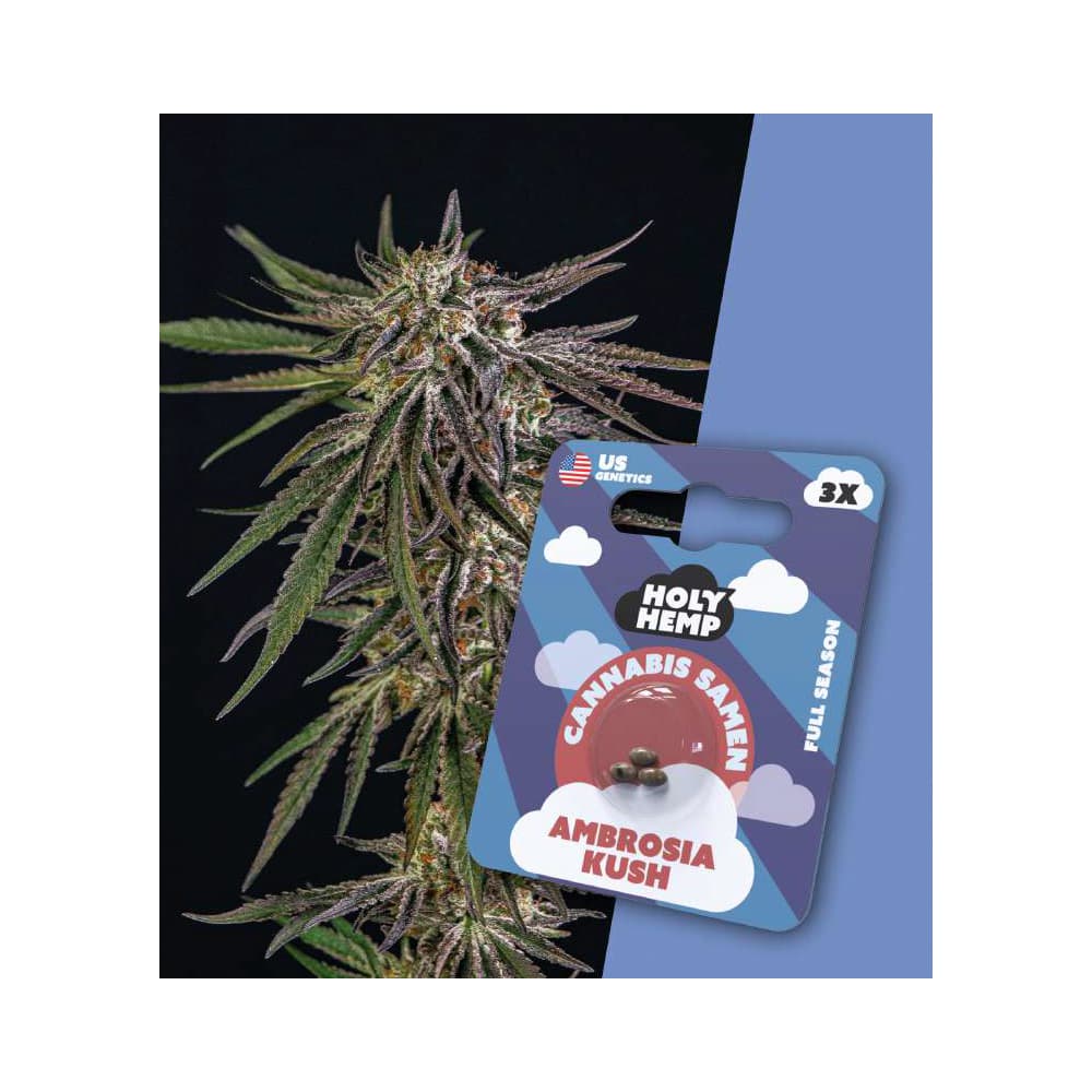 Holy Hemp Cannabis Seeds Ambrosia Kush