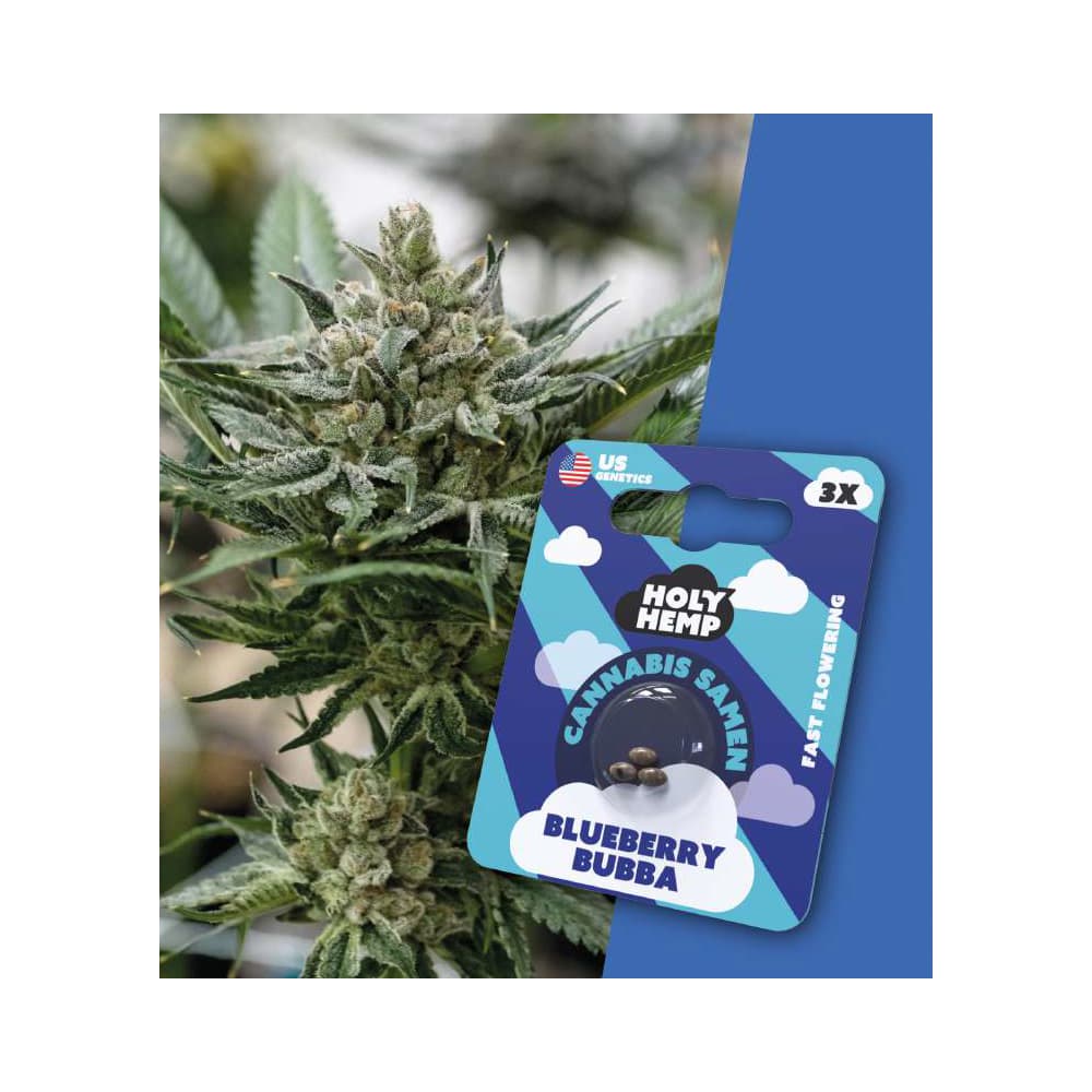 Holy Hemp Cannabis Seeds Blueberry Bubba