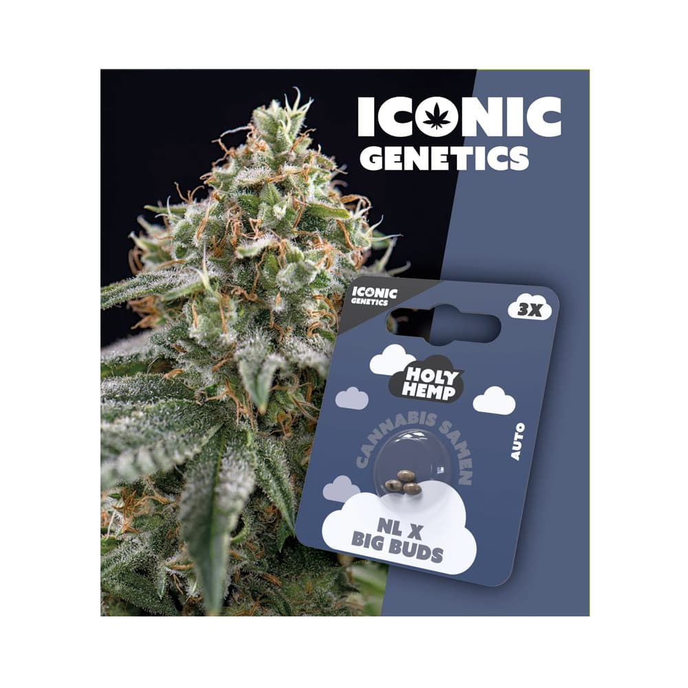 Holy Hemp Cannabis Seeds NL x Big Buds