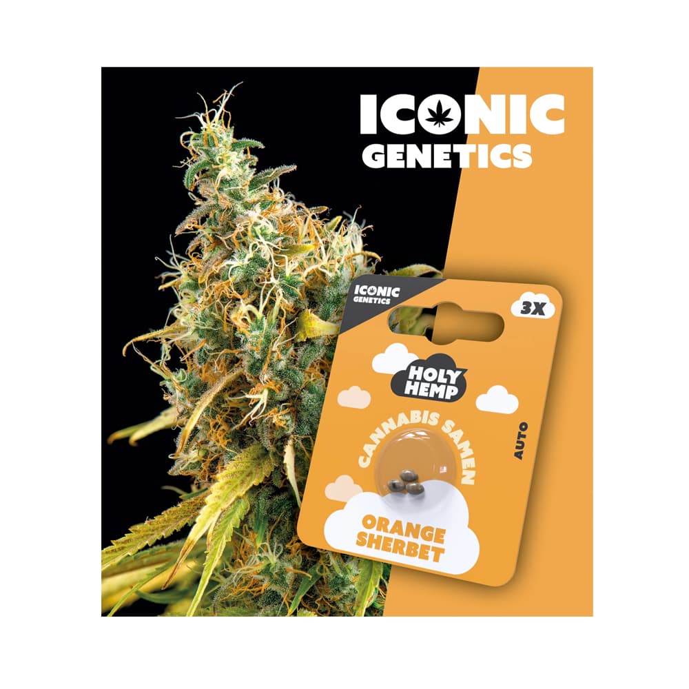 Holy Hemp Cannabis Seeds Orange Sherbet