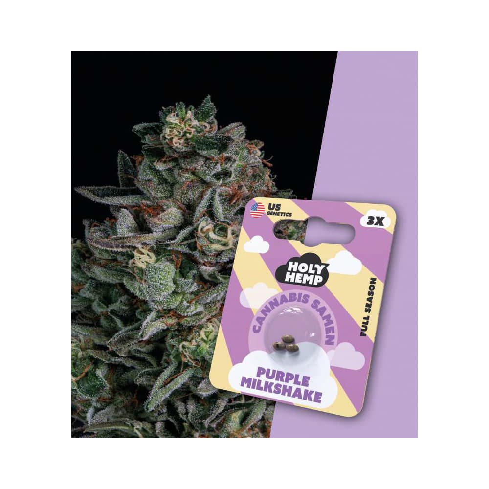 Holy Hemp Cannabis Seeds Lila Milchshake
