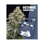 Holy Hemp Cannabis Seeds Auto-Flowering - NL x Big Buds - Iconic Seeds
