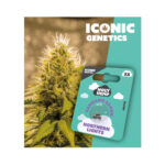 Holy Hemp Cannabis Seeds Auto-Flowering - Northern Lights - Iconic Seeds