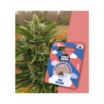 Holy Hemp Cannabis Seeds Auto-Flowering - OG Kush