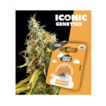 Holy Hemp Cannabis Seeds Auto-Flowering - Orange Sherbet - Iconic Seeds