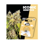 Holy Hemp Cannabis Seeds Auto-Flowering - UK Cheese - Iconic Seeds