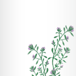 CBD Vital Haarshampoo