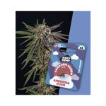 Holy Hemp Cannabis Seeds Full Season - Ambrosia Kush