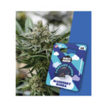 Holy Hemp Cannabis Seeds Fast-Flowering - Blueberry Bubba