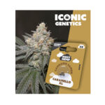 Holy Hemp Cannabis Seeds Auto-Flowering - Caramello XL - Iconic Seeds