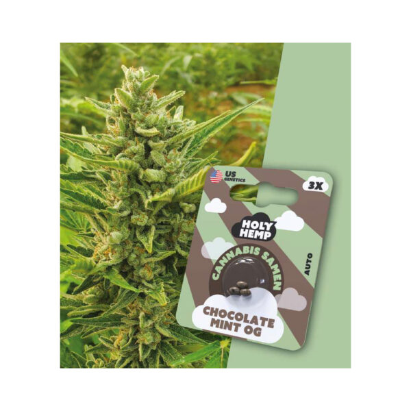 Holy Hemp Cannabis Seeds Auto-Flowering - Chocolate Mint OG