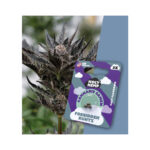Holy Hemp Cannabis Seeds Fast-Flowering - Forbidden Runtz