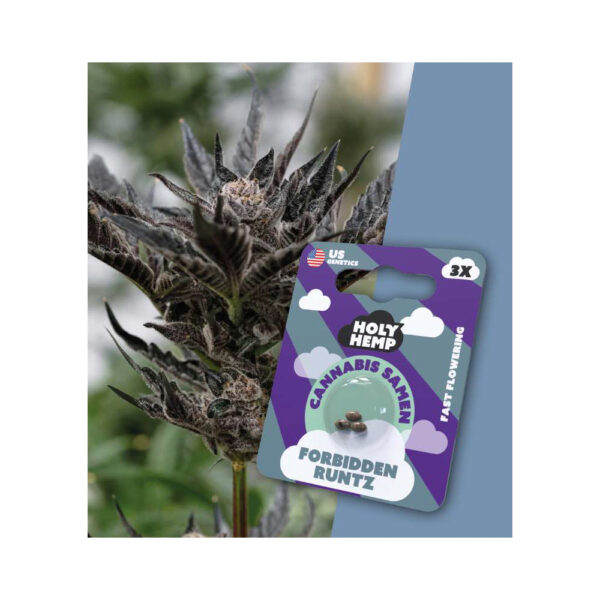 Holy Hemp Cannabis Seeds Fast-Flowering - Forbidden Runtz