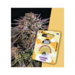 Holy Hemp Cannabis Seeds Full Season - Funnel Cake