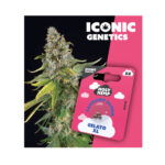 Holy Hemp Cannabis Seeds Auto-Flowering - Gelato XL - Iconic Seeds