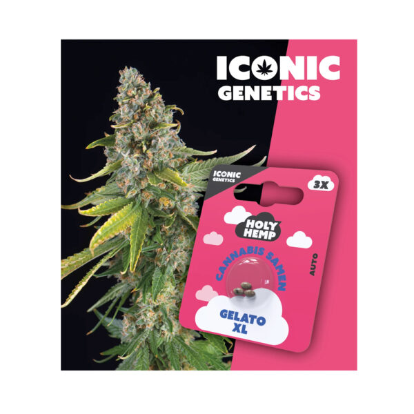 Holy Hemp Cannabis Seeds Auto-Flowering - Gelato XL - Iconic Seeds