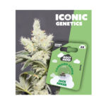 Holy Hemp Cannabis Seeds Auto-Flowering - Jack Herer - Iconic Seeds