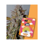 Holy Hemp Cannabis Seeds Auto-Flowering - Mango Smile