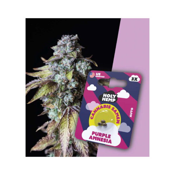 Holy Hemp Cannabis Seeds Auto-Flowering - Purple Amnesia