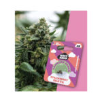 Holy Hemp Cannabis Seeds Fast-Flowering - Strawberry Guava