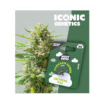 Holy Hemp Cannabis Seeds Autoflowering - Critical XXL – Iconic Seeds