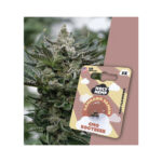 Holy Hemp Cannabis Seeds Fast-Flowering - GMO Rootbeer