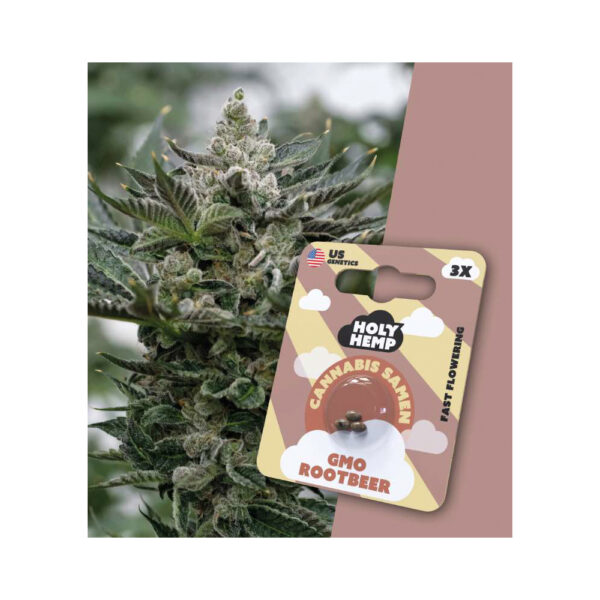 Holy Hemp Cannabis Seeds GMO Rootbeer