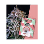 Holy Hemp Cannabis Seeds Full Season - Pappy OG