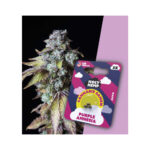 Holy Hemp Auto-Flowering Cannabis Seeds - Purple Amnesia