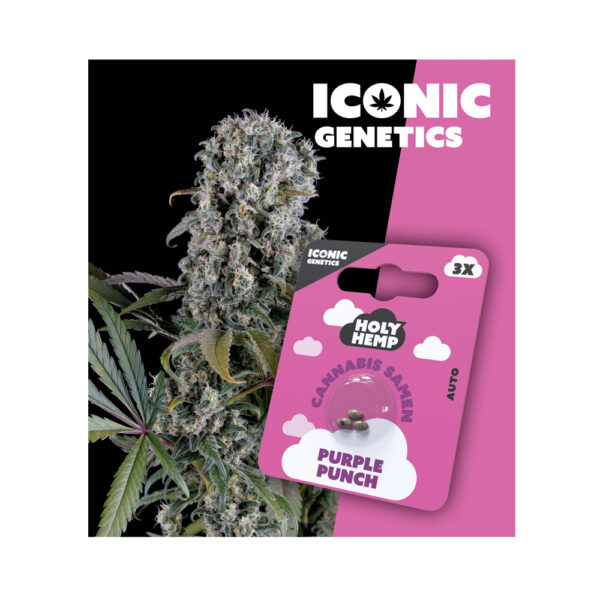 Holy Hemp Cannabis Seeds Purple Punch