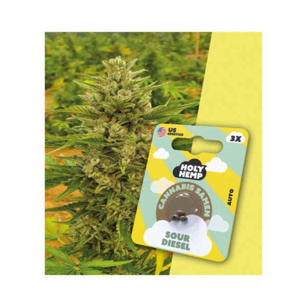 Holy Hemp Cannabis Seeds Sour Diesel