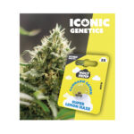 Holy Hemp Cannabis Seeds Auto-Flowering - Super Lemon Haze – Iconic Seeds