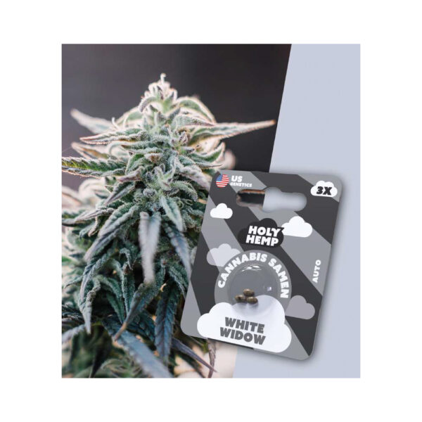 Holy Hemp Cannabis Seeds White Widow