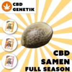 Goliath CBD Seed | Holy Hemp Feminized product photo